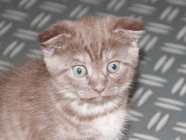 Дмитрий Олегович