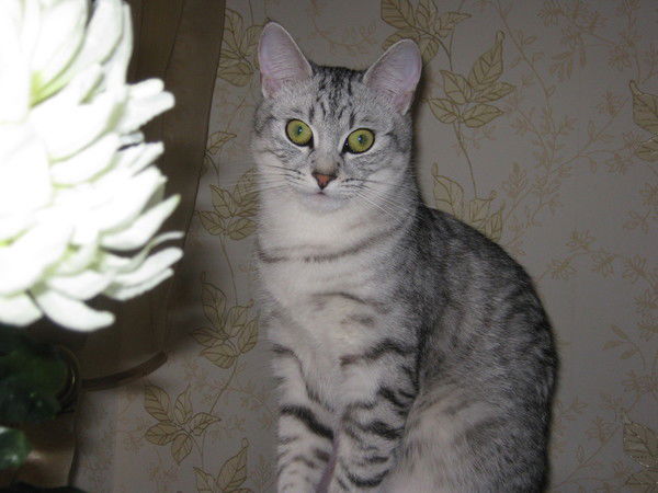 Елена Ходова