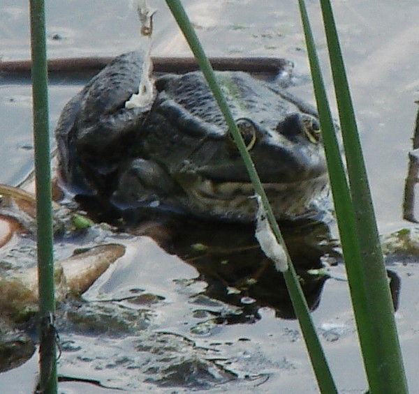 Виктор Смирнов