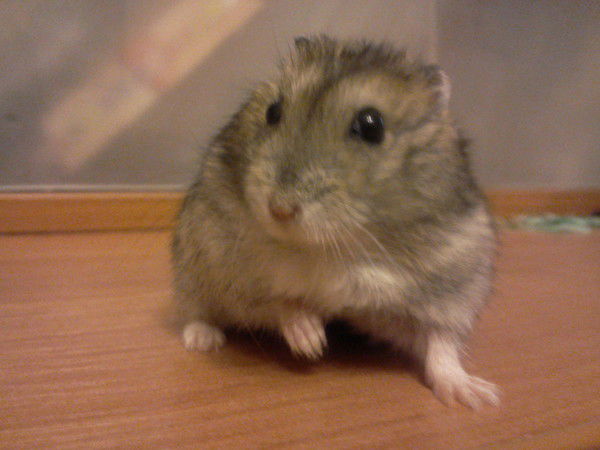 Анастасия Лысякова