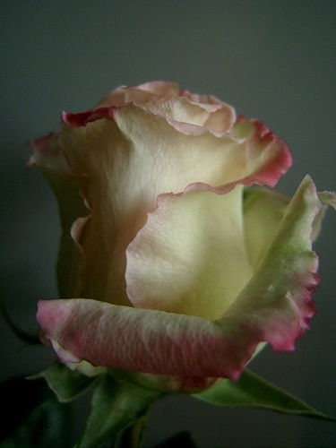 Наталья Касич