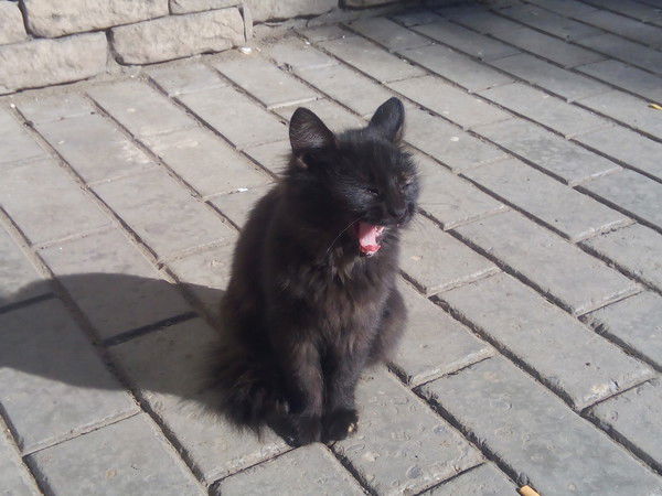 Вячеслав Кучеренко