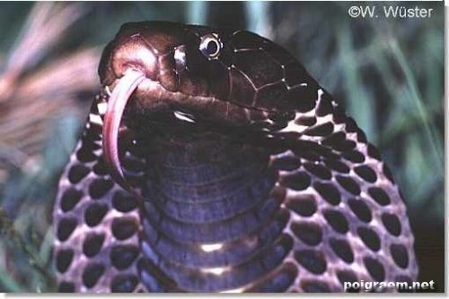 Елена Коршунова