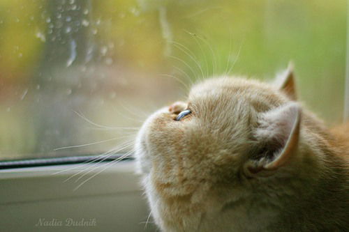 Сергей Беляков