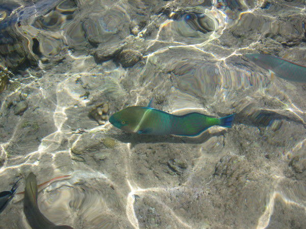 Наталия Острога