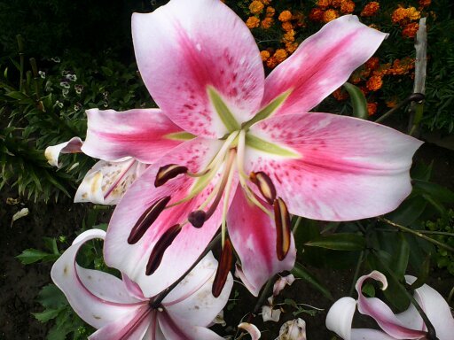 Валентина Михалева