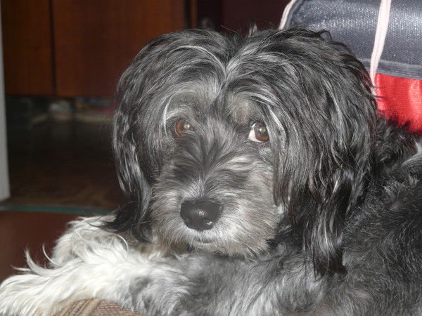 Максим Клейман