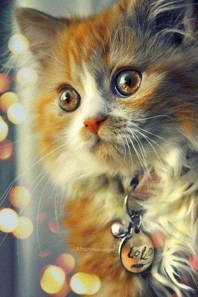 Наталья Коломоец