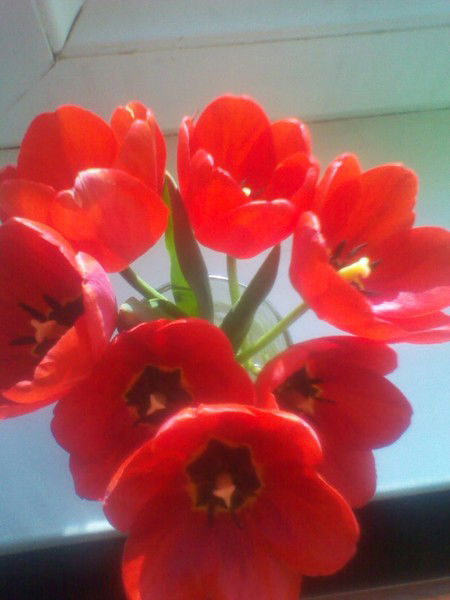 Нилюфар Исмаилова