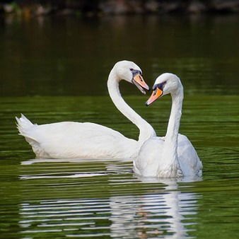 Елена Леонтьева