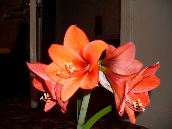 Надежда Михальчук