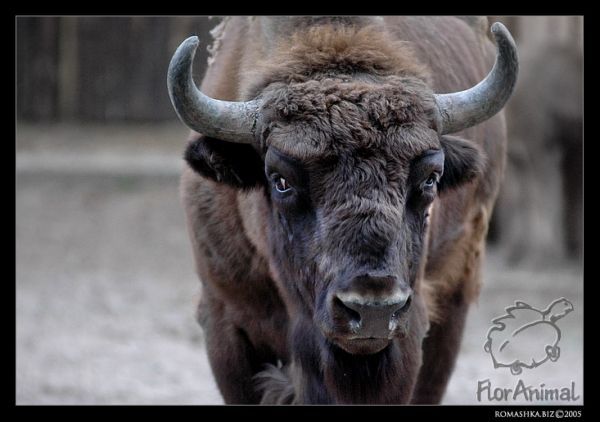 Зубов Алексей