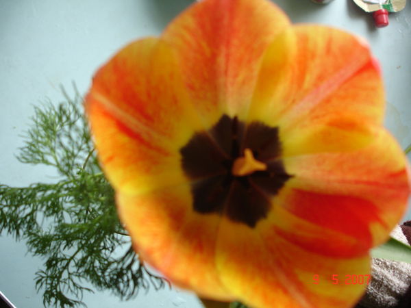 Алия Уркумбаева