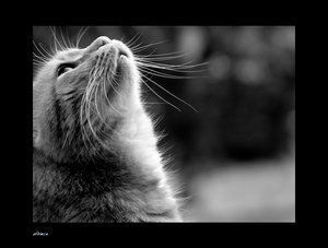 Вячеслав Заливашенко