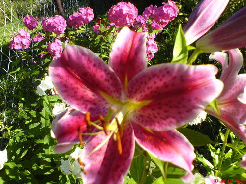 Иришка Данилова