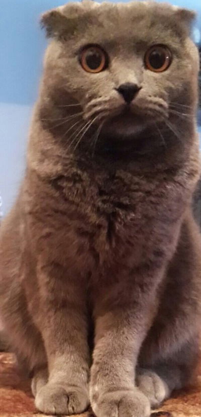 Юлия Головкина