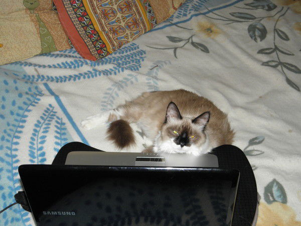 Надя Арагорновна