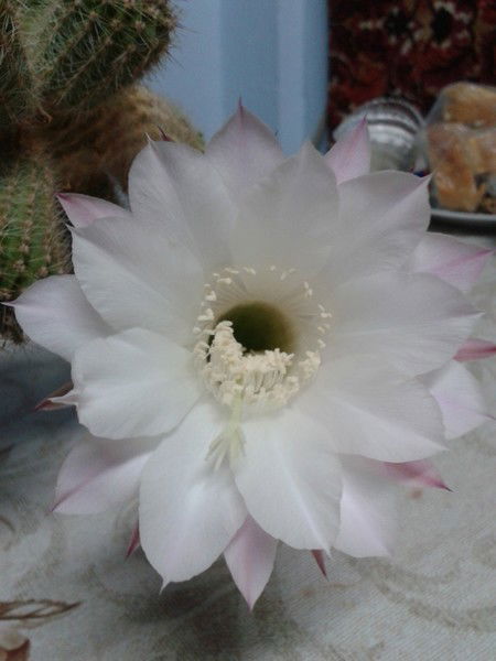 Гульвира Калиева