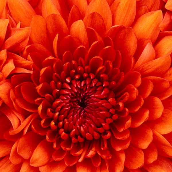 Cтрельцова Oльга