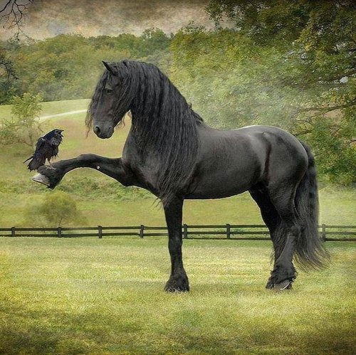 Нонока Конная Лавка