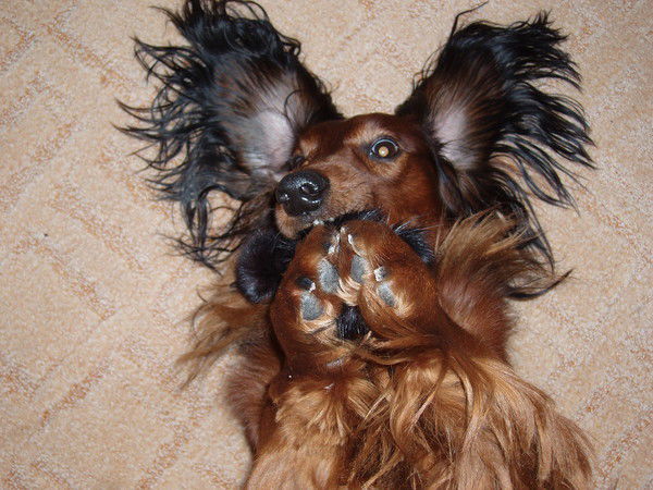 Сергей Курило