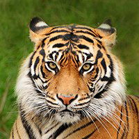 Васька Кушч