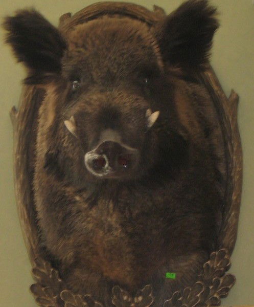 Алмаз Салихов