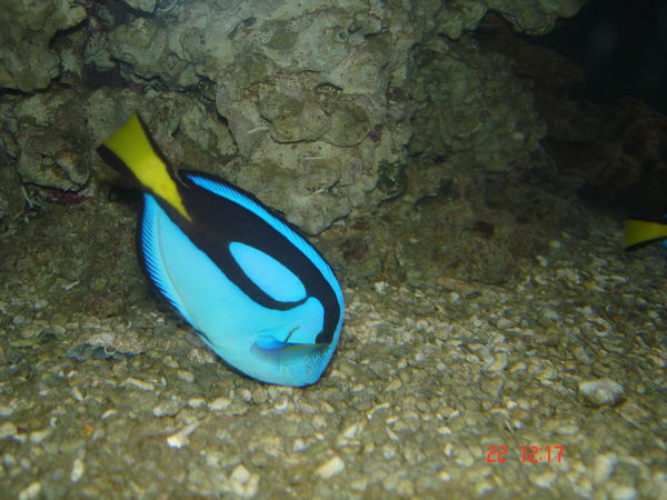 Павел Смирнов