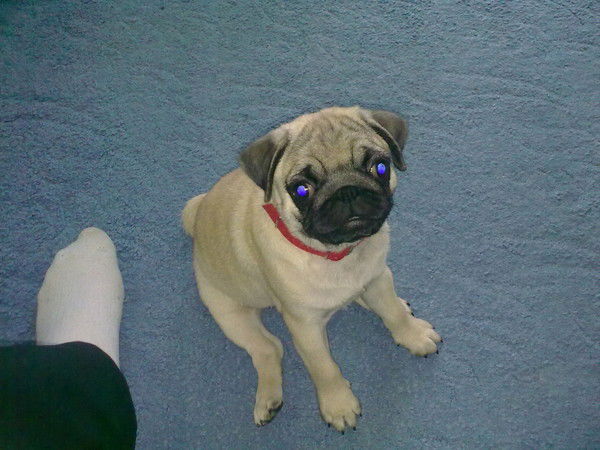 Елена Евстигнеева