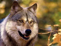 Ирина Рыбакова