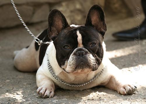 Таня Шанько