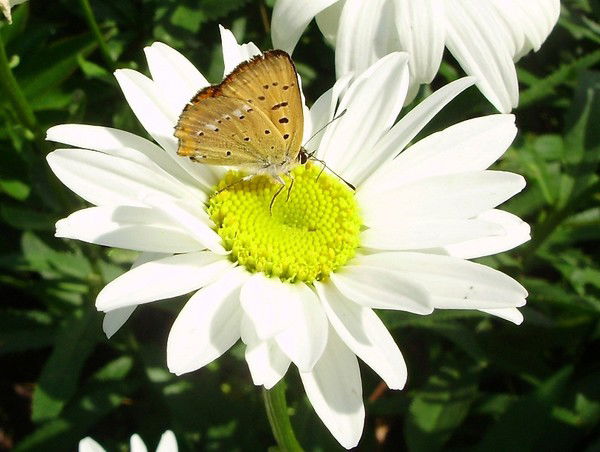 Татьяна Корольчук