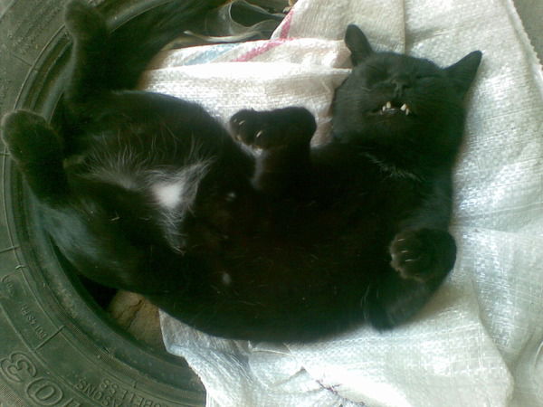 Сережка Мельников