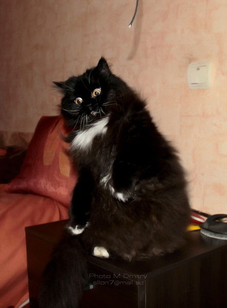 Дарья Моргун