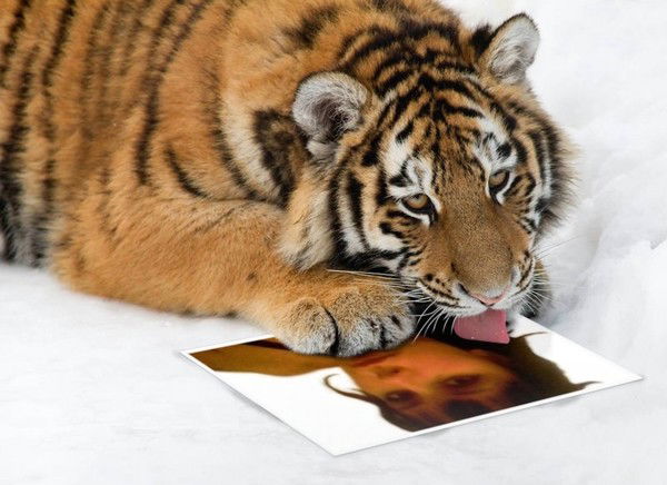 Елена Никитина