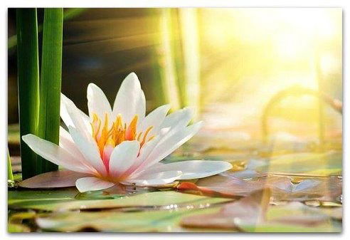 Мария Коровина