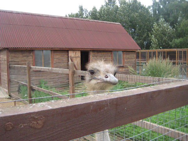 Александр Лобанов