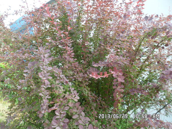 Галина Новикова