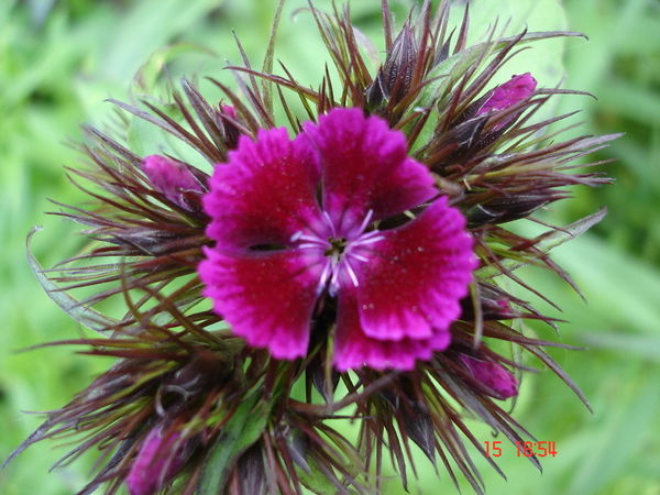 Шарофат Исмоилова