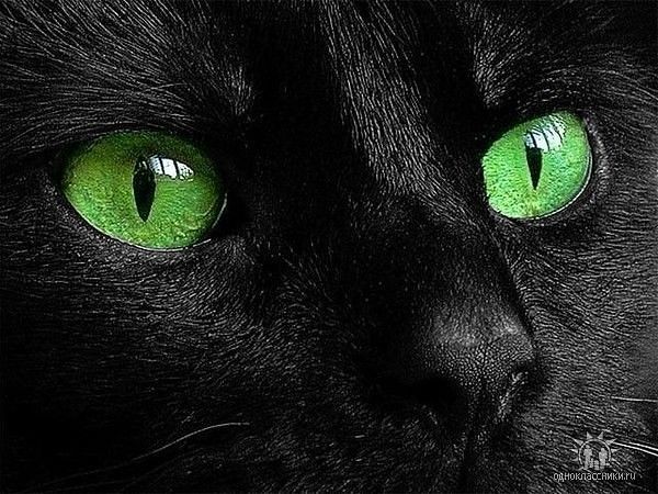 Виктория (Бик) ***