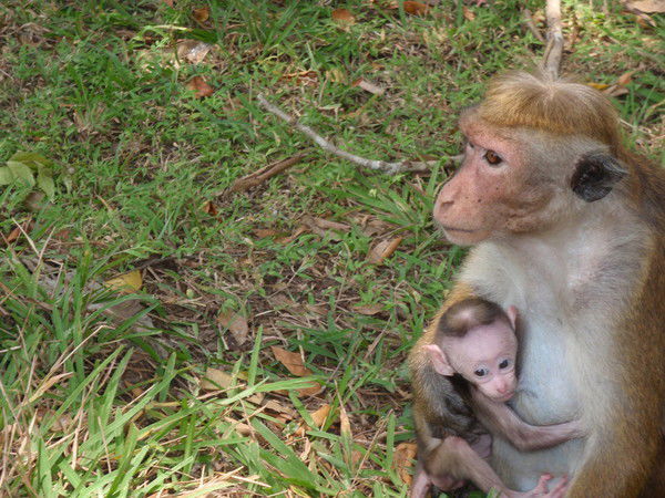 Александр Якубович