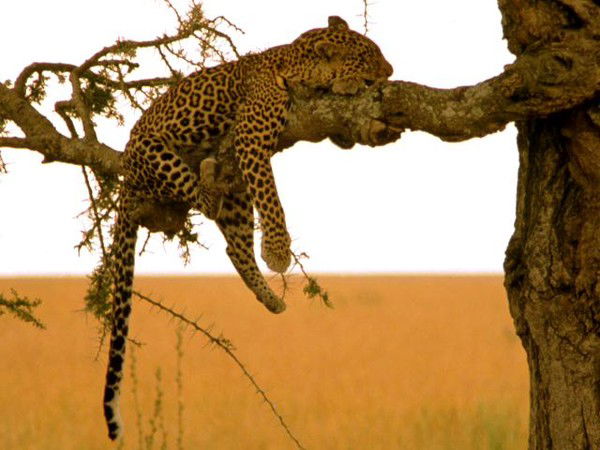 Казбек Дамэлей