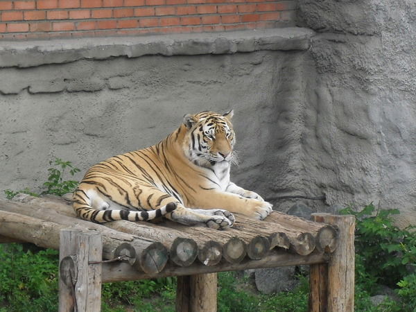 Владимир Грязев