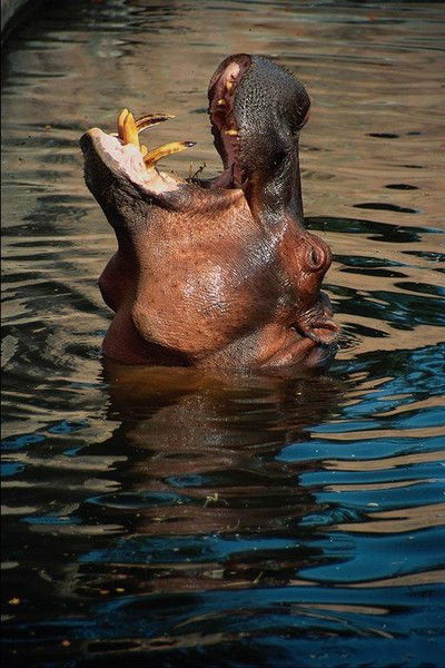 Вадим Илющенко