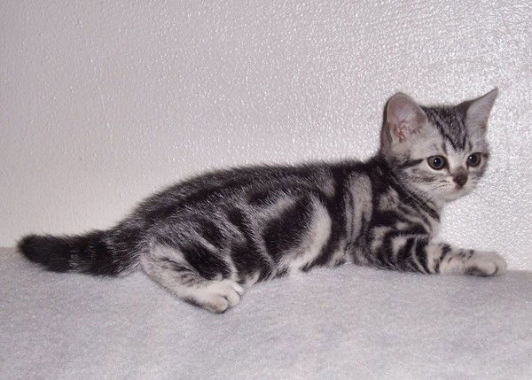 Виктория Цаголова