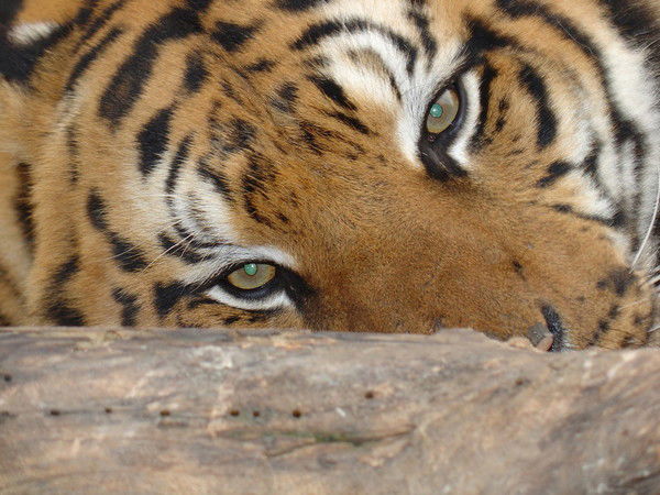 Юра Оганнисян