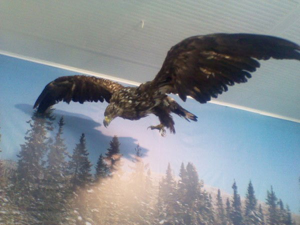 Николай Кондрашин