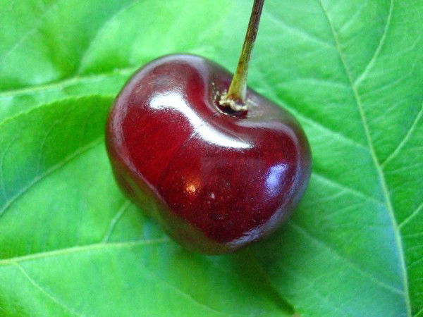 Светлана Филимонова