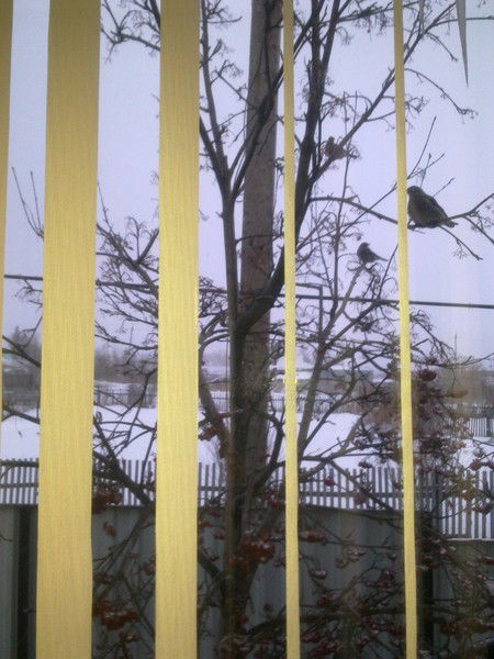 Гульнар Ельтокова