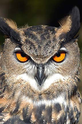 Андрей Мамонов